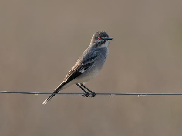 Grijze monjita (Xolmis cinereus)